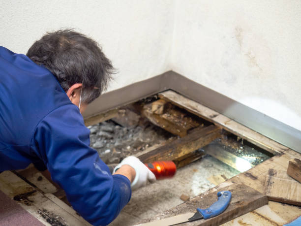 Best Mold Removal Near Me  in Russells Point, OH