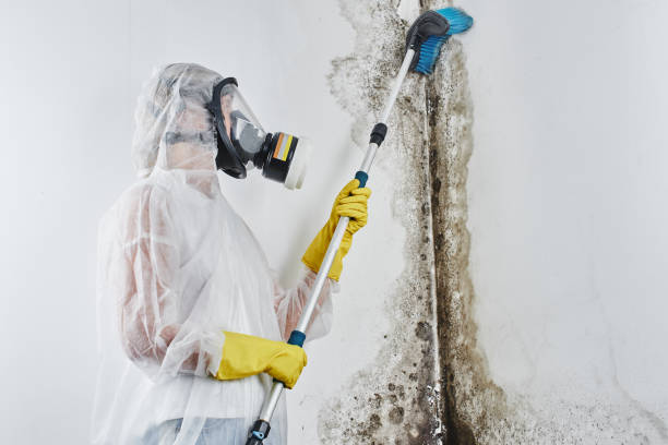 Best Professional Mold Removal  in Russells Point, OH