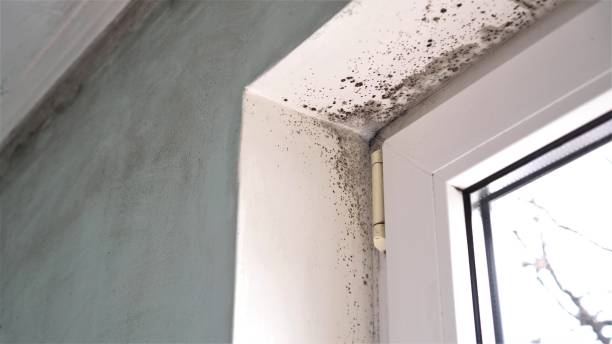 Best Mold Damage Repair  in Russells Point, OH