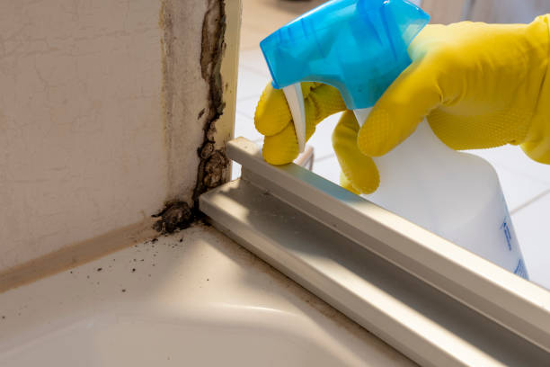 Best Mold Remediation  in Russells Point, OH