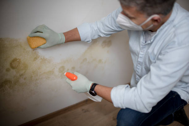 Best Mold Testing and Removal  in Russells Point, OH