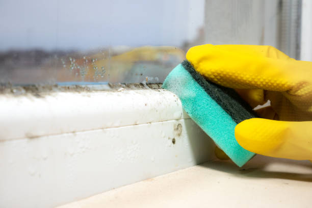 Best Black Mold Removal  in Russells Point, OH