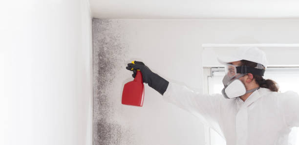 Best Commercial Mold Removal  in Russells Point, OH