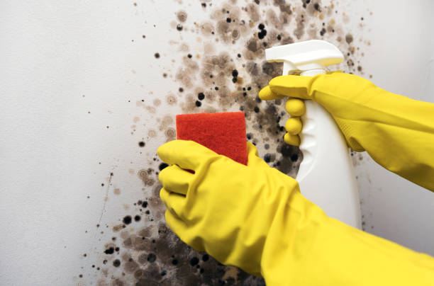 Best Residential Mold Removal  in Russells Point, OH
