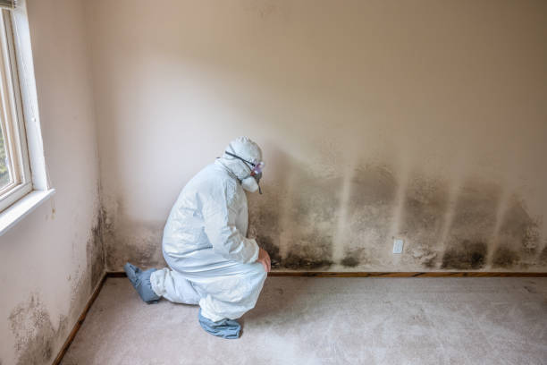 Best Professional Mold Removal  in Russells Point, OH