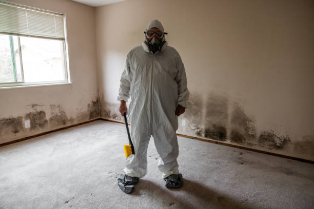 Attic Mold Removal in Russells Point, OH