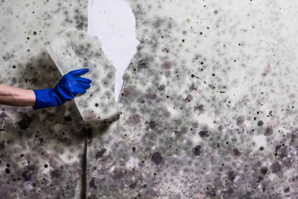 Best Crawl Space Mold Removal  in Russells Point, OH