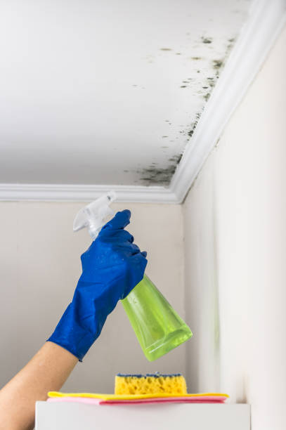 Best Local Mold Removal Service  in Russells Point, OH